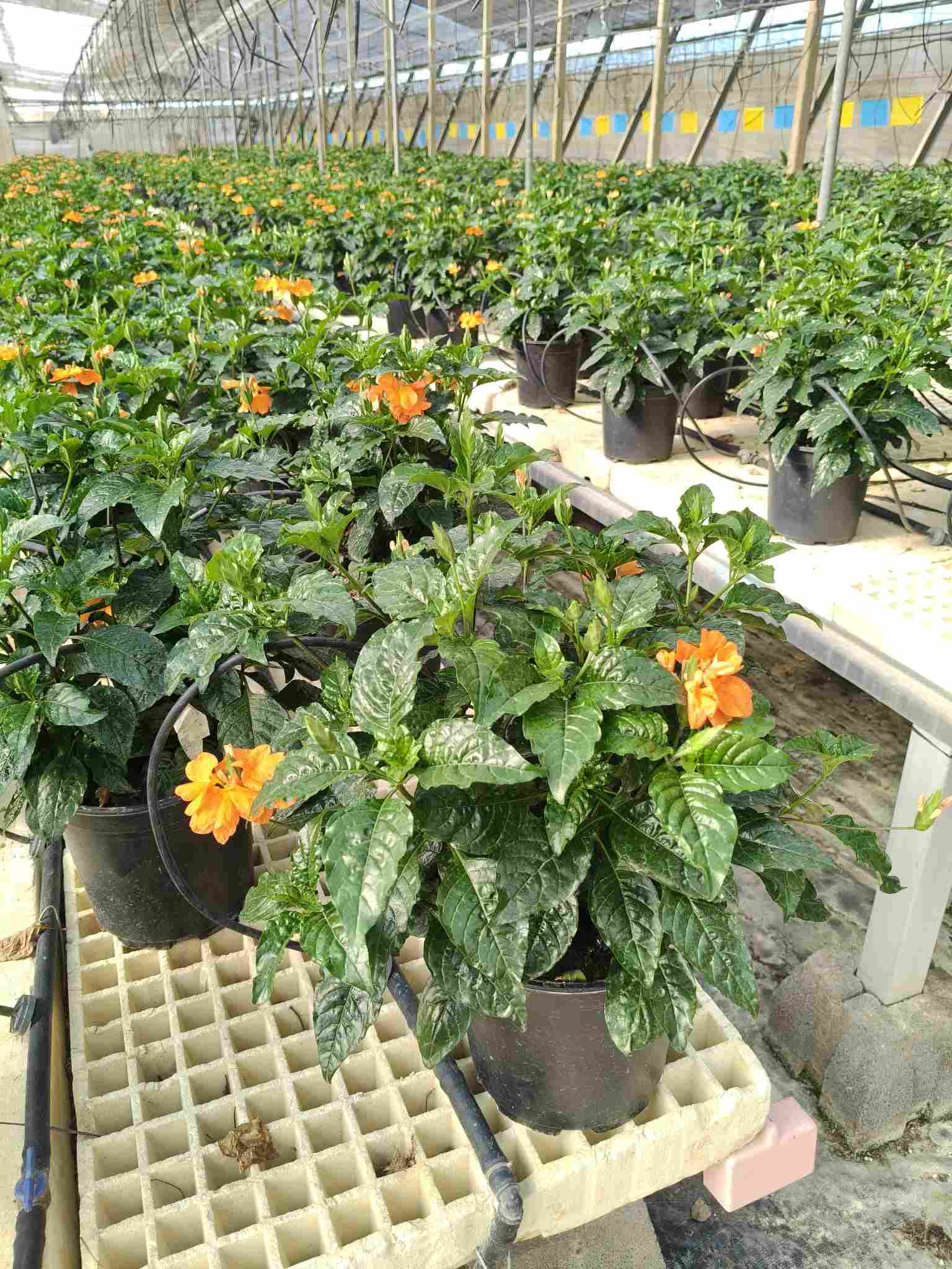 CROSSANDRA C 19